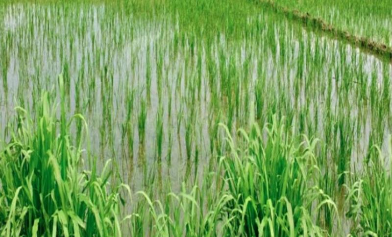 कृषि विभाग की पहल से 70 हेक्टेयर क्षेत्र में शुरू हुई हाइब्रिड धान की खेती