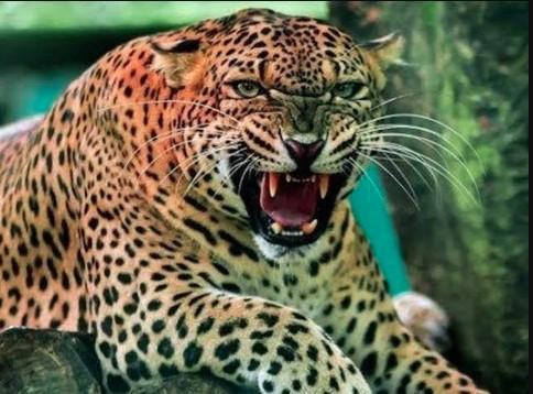 पौड़ी के जामलाखाल क्षेत्र में गुलदार के हमले से एक व्यक्ति की मौत